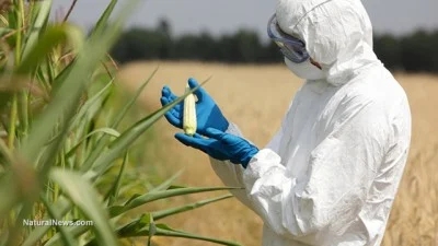 When Green Turns Brown – And Nobody Notices Biotechnology-engineer-examining-immature-corn-cob-gmo-crop-test-400x225-1-2